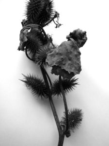 herbier-fantastique-sculptures-textiles-végétaux