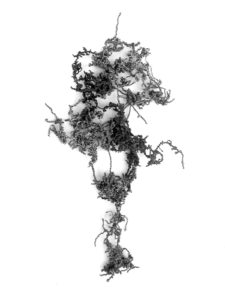 herbier-fantastique-sculptures-textiles-végétaux